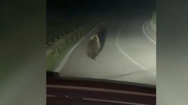 Doppio avvistamento di orso in Valcamonica, a Cevo e Sonico...