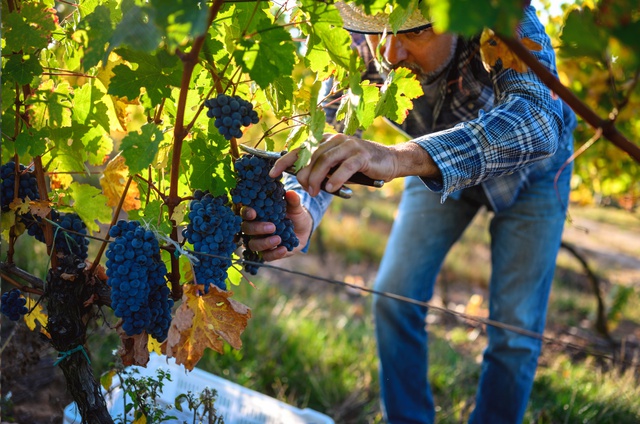 Perché la vendemmia si anticipa ogni anno? L’enologo risponde...