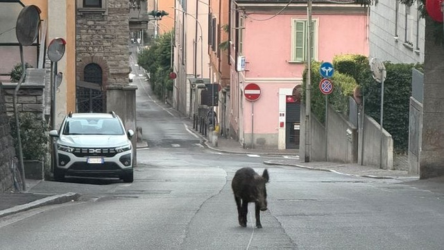 Animali selvatici in città: un cinghiale a spasso in via Tommaso Grossi...